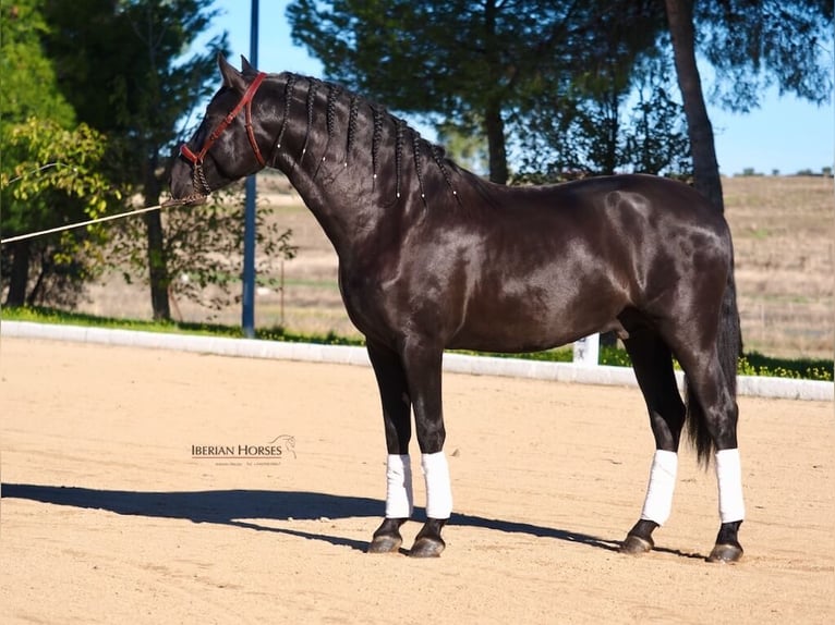 PRE Mestizo Semental 3 años 165 cm Negro in Navas Del Madro&#xF1;o