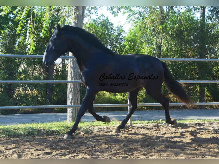 PRE Mestizo Semental 3 años 165 cm Negro in Vejer de la Frontera