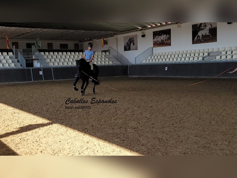 PRE Mestizo Semental 3 años 165 cm Negro in Vejer de la Frontera