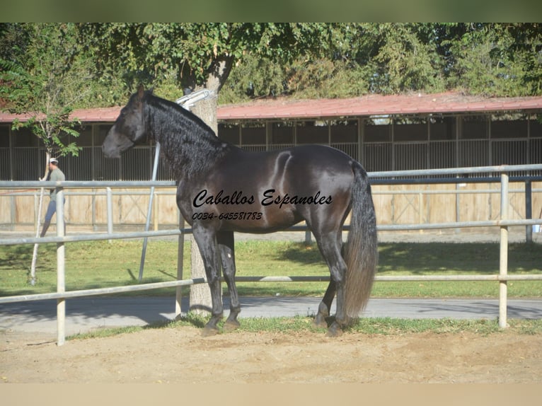 PRE Mestizo Semental 3 años 165 cm Negro in Vejer de la Frontera