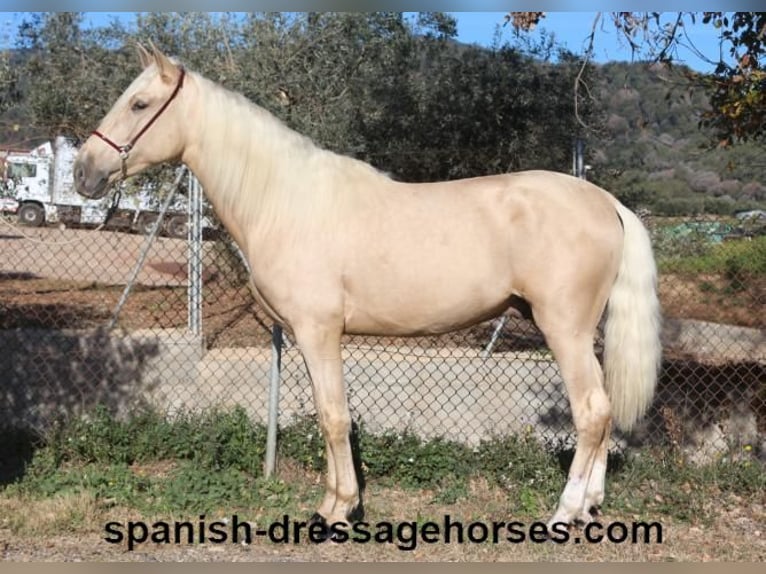 PRE Mestizo Semental 3 años 165 cm Palomino in Barcelona