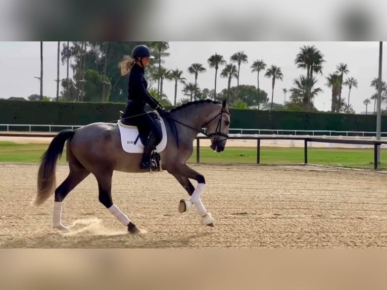 PRE Mestizo Semental 3 años 165 cm Tordo in Sevilla