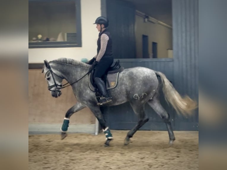 PRE Mestizo Semental 3 años 165 cm Tordo in Warendorf