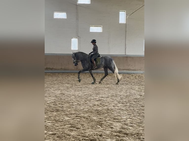 PRE Mestizo Semental 3 años 165 cm Tordo in Warendorf PRE Mestizo Semental 3 años 165 cm Tordo in Warendorf