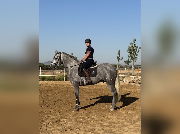 PRE Mestizo Semental 3 años 165 cm Tordo in Warendorf PRE Mestizo Semental 3 años 165 cm Tordo in Warendorf