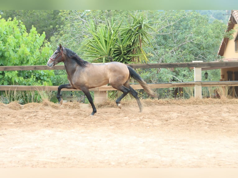 PRE Semental 3 años 165 cm Tordo ruano in Sagunt/Sagunto