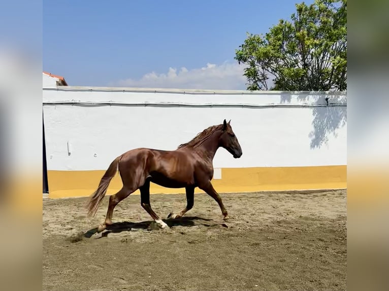 PRE Mestizo Semental 3 años 166 cm Alazán in Albacete