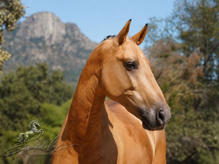 PRE Mestizo Semental 3 años 166 cm  in MADRID