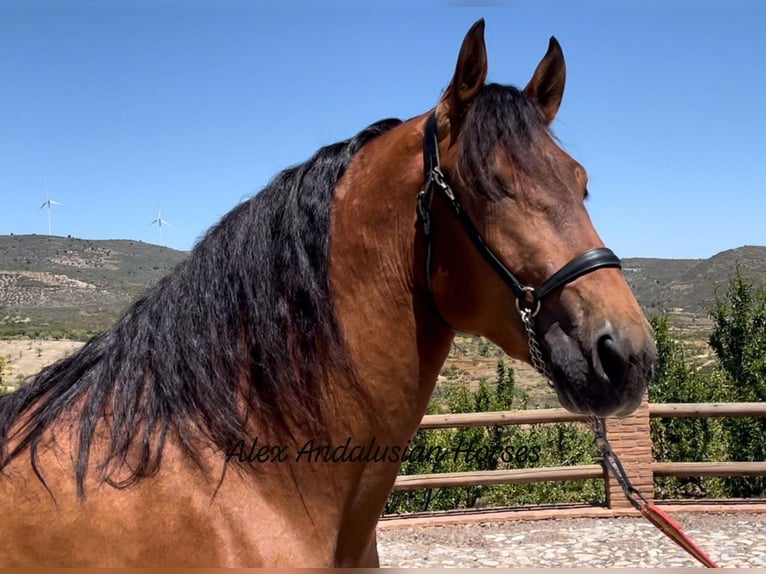 PRE Mestizo Semental 3 años 166 cm Castaño in Sevilla