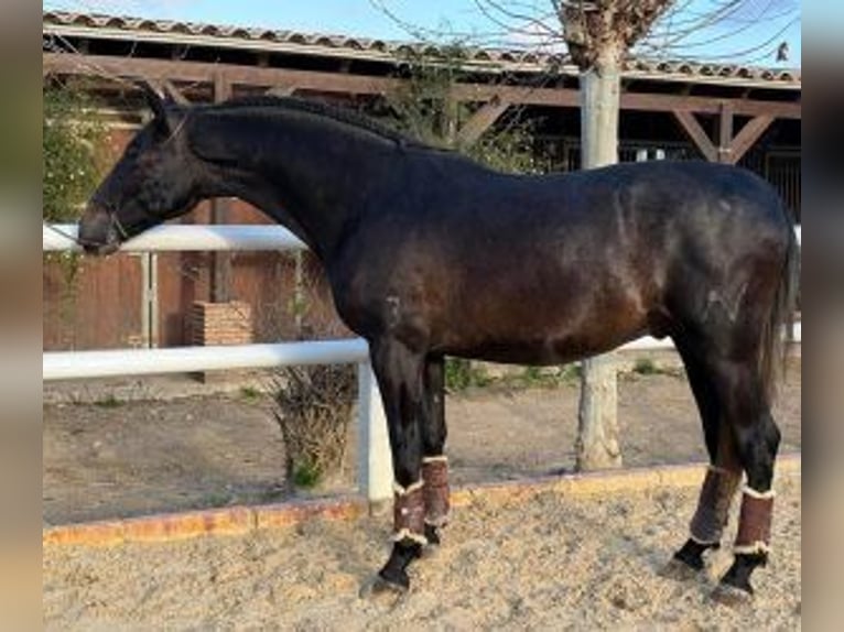 PRE Mestizo Semental 3 años 166 cm Negro in Malaga