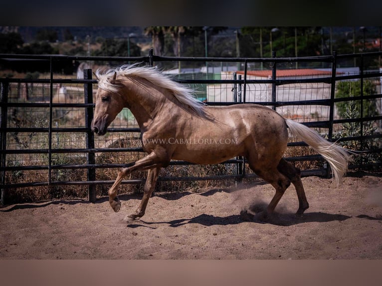 PRE Semental 3 años 166 cm Palomino in Rafelguaraf