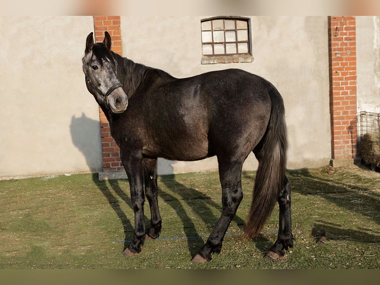 PRE Mestizo Semental 3 años 166 cm Tordillo negro in Teldau