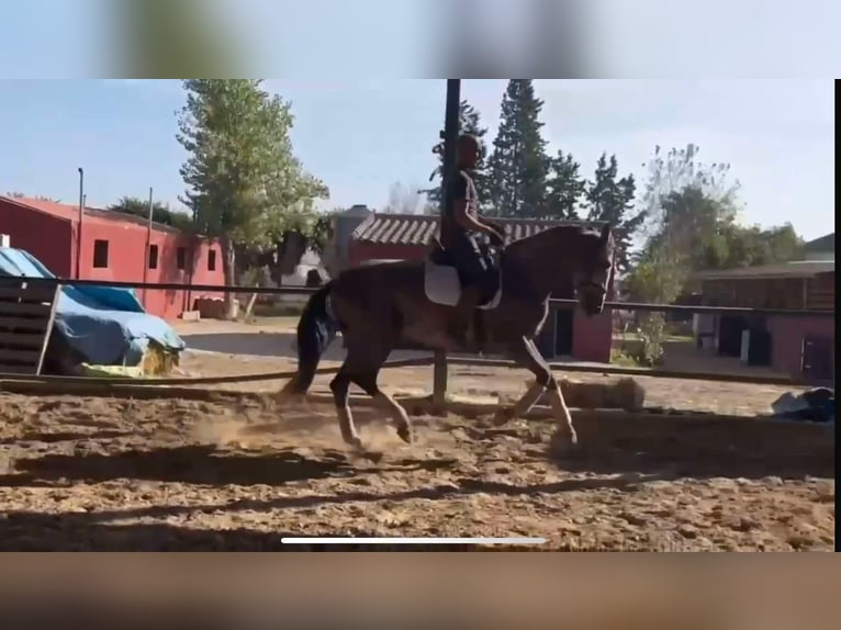 PRE Mestizo Semental 3 años 166 cm Tordo in Galaroza