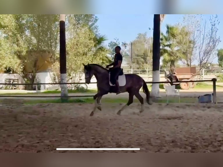 PRE Mestizo Semental 3 años 166 cm Tordo in Galaroza