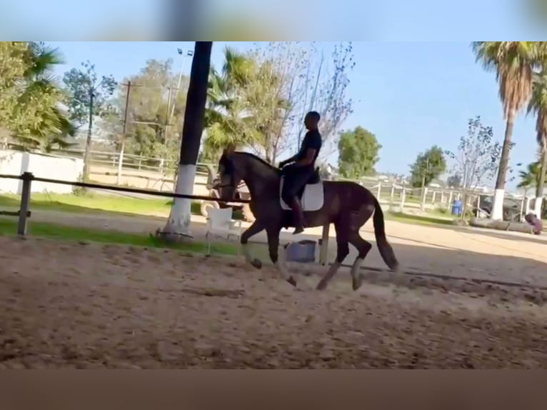 PRE Mestizo Semental 3 años 166 cm Tordo in Galaroza