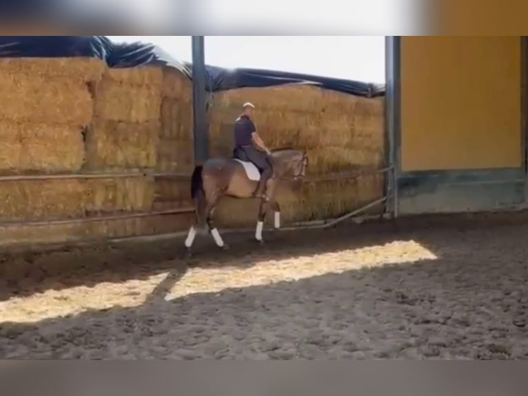 PRE Mestizo Semental 3 años 166 cm Tordo in Galaroza