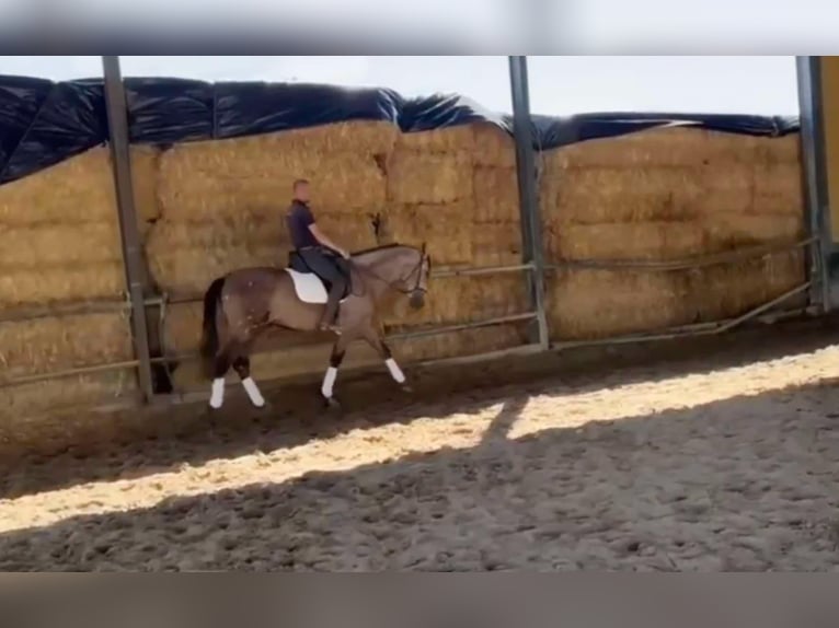 PRE Mestizo Semental 3 años 166 cm Tordo in Galaroza