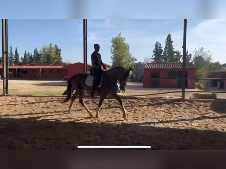 PRE Mestizo Semental 3 años 166 cm Tordo in Galaroza