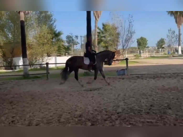 PRE Mestizo Semental 3 años 166 cm Tordo in Galaroza