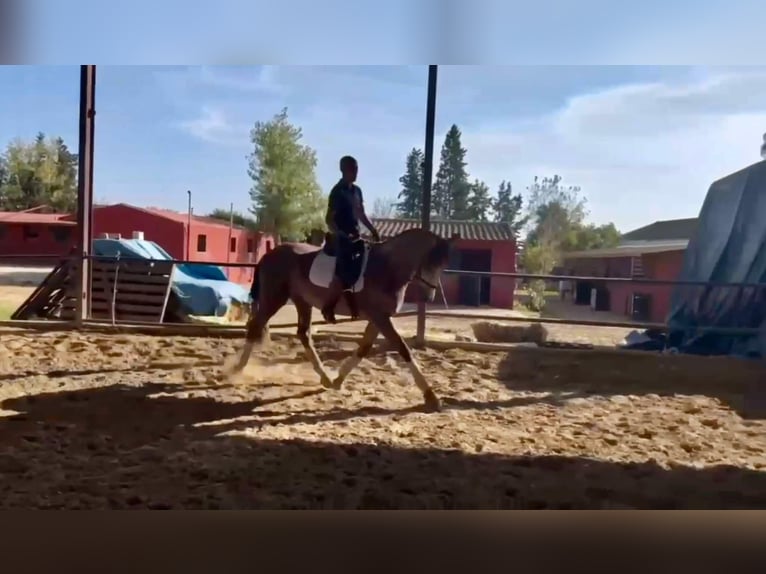 PRE Mestizo Semental 3 años 166 cm Tordo in Galaroza