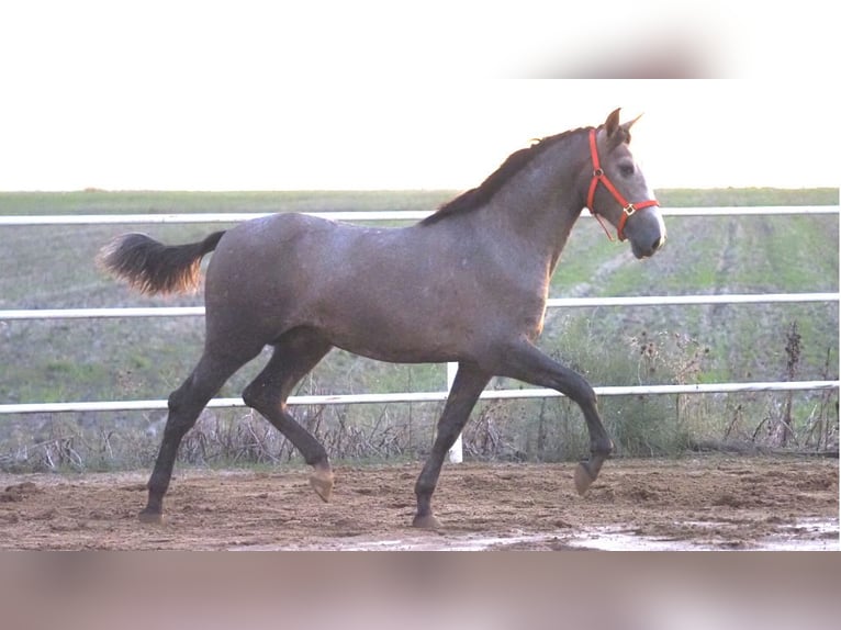 PRE Mestizo Semental 3 años 166 cm Tordo in NAVAS DEL MADRONO