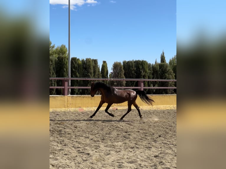 PRE Mestizo Semental 3 años 167 cm Castaño in Albacete