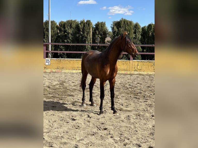 PRE Mestizo Semental 3 años 167 cm Castaño in Albacete