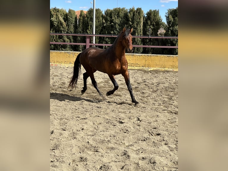 PRE Mestizo Semental 3 años 167 cm Castaño in Albacete