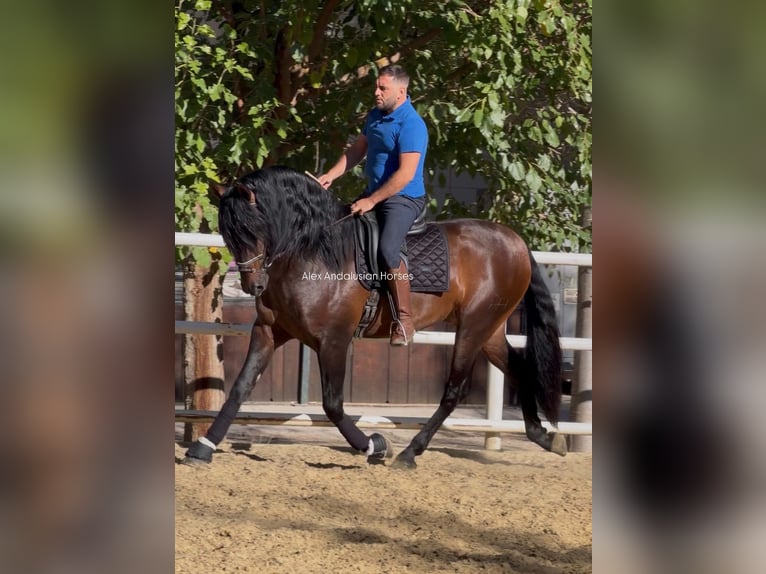 PRE Mestizo Semental 3 años 167 cm Castaño oscuro in Sevilla