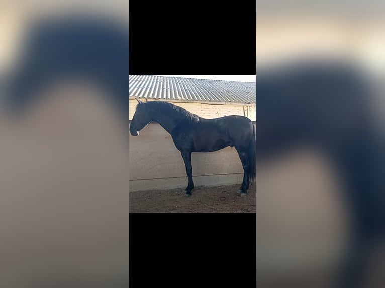 PRE Semental 3 años 167 cm Negro in La Algaba