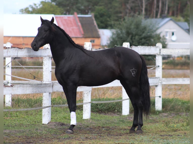 PRE Semental 3 años 167 cm Negro in Santok