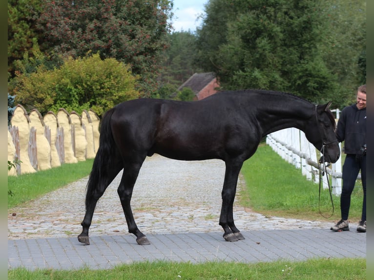 PRE Semental 3 años 167 cm Negro in Santok