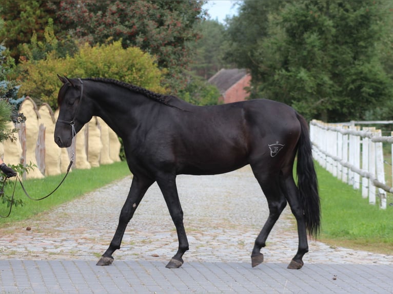 PRE Semental 3 años 167 cm Negro in Santok