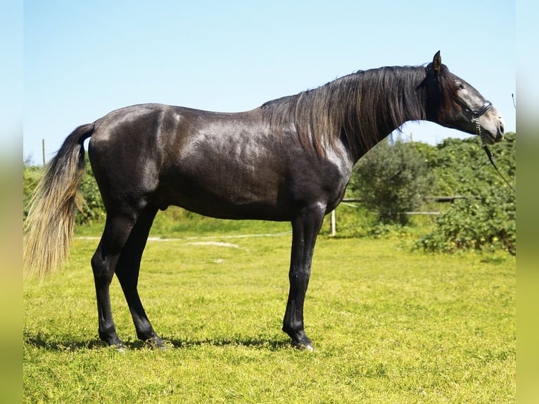 PRE Semental 3 años 167 cm Tordillo negro in Sant Julia De Boada
