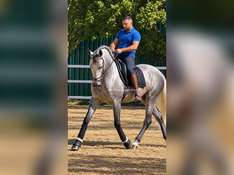 PRE Mestizo Semental 3 años 167 cm Tordo in Sevilla