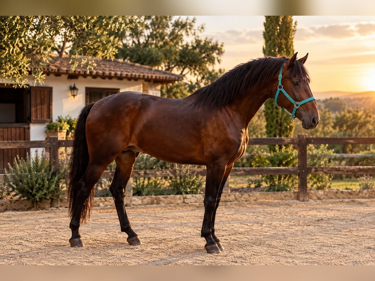 PRE Mestizo Semental 3 años 168 cm Castaño in Fuenlabrada