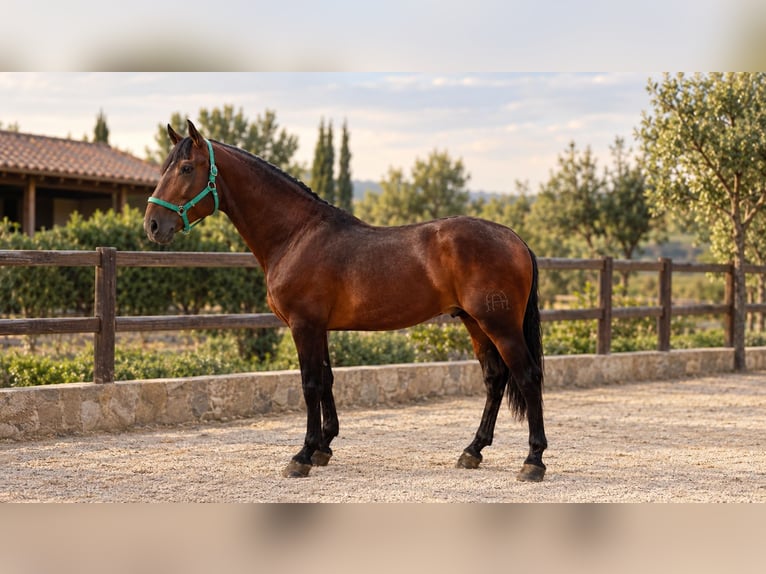 PRE Mestizo Semental 3 años 168 cm Castaño in Fuenlabrada