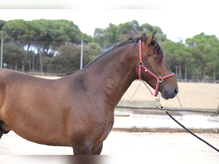 PRE Mestizo Semental 3 años 168 cm Castaño oscuro in Hamburg