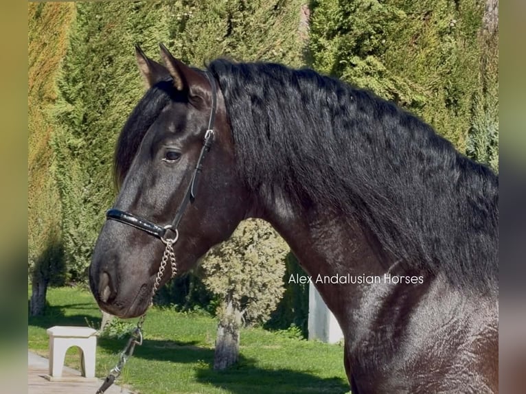 PRE Mestizo Semental 3 años 168 cm Negro in Sevilla