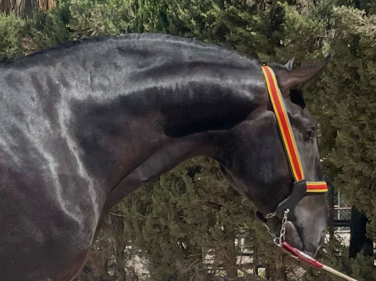 PRE Mestizo Semental 3 años 168 cm Negro in Navas Del Madroño
