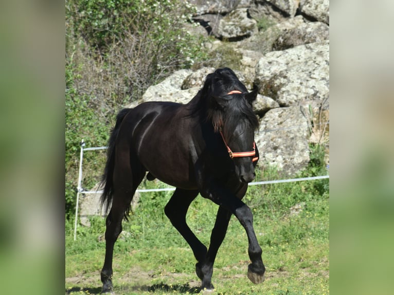 PRE Semental 3 años 168 cm Negro in El Real De La Jara