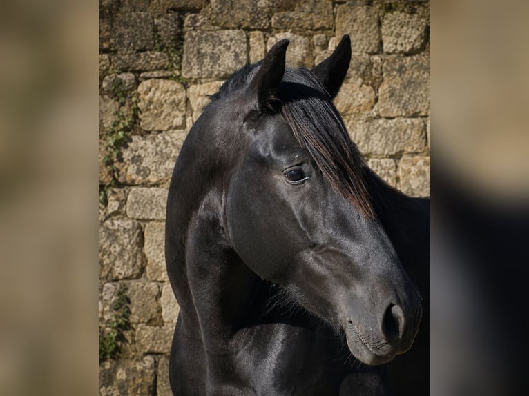 PRE Semental 3 años 168 cm Negro in El Real De La Jara