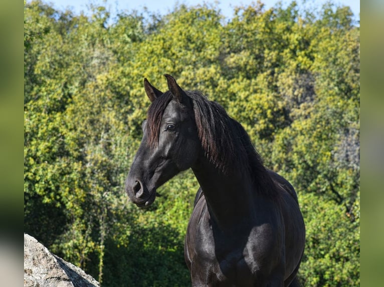 PRE Semental 3 años 168 cm Negro in El Real De La Jara