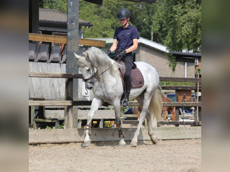 PRE Mestizo Semental 3 años 168 cm Tordo in Heemskerk