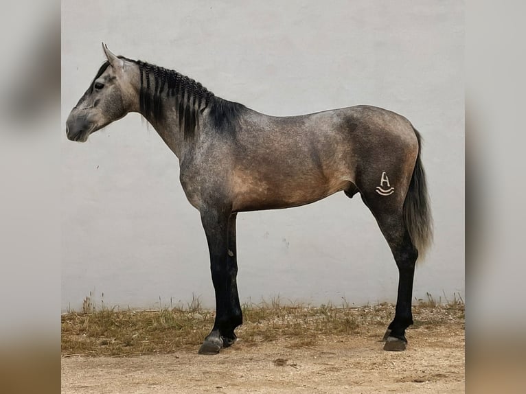 PRE Mestizo Semental 3 años 168 cm Tordo rodado in Sevilla