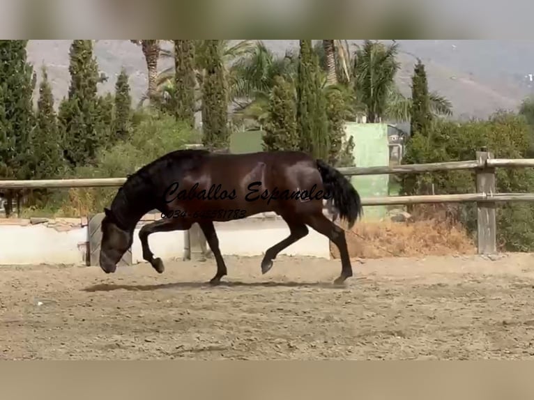 PRE Mestizo Semental 3 años 169 cm Negro in Vejer de la Frontera