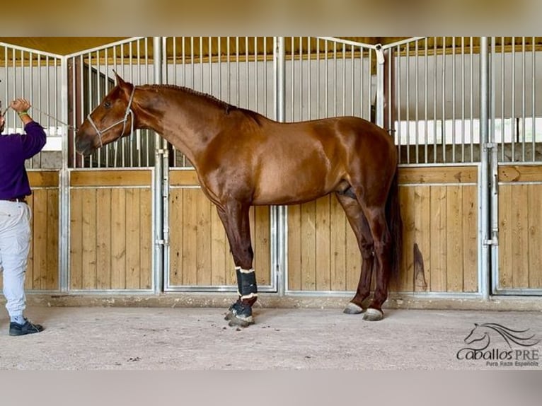 PRE Semental 3 años 170 cm Alazán in Badajoz