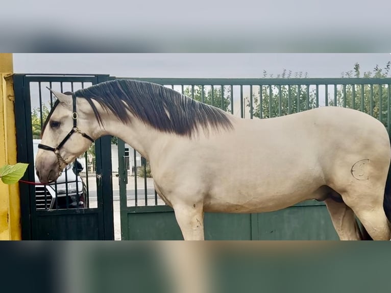 PRE Semental 3 años 170 cm Buckskin/Bayo in Santa Perpetua de Mogoda