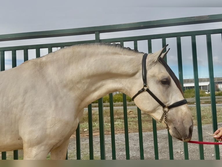 PRE Semental 3 años 170 cm Buckskin/Bayo in Santa Perpetua de Mogoda