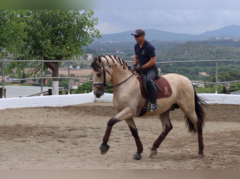 PRE Mestizo Semental 3 años 170 cm Buckskin/Bayo in Santa Perpetua de Mogoda